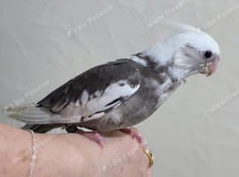 Beautiful hand reared cockateil