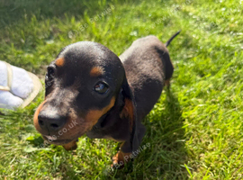Miniature dachshund