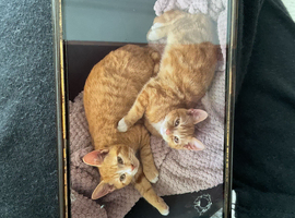 Two brothers left