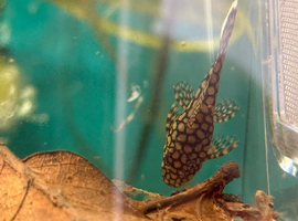 Honeycomb pleco L448 /Wabenmuster