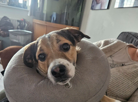 Border Collie x Jack Russel for STUD