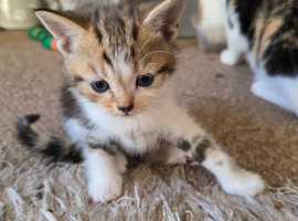 Beautiful Bengal Cross Kittens &ndash; Tabby, Calico & Ginger &ndash; Ready Soon