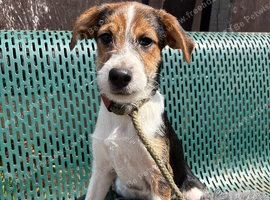 Jack Russell cross collie pups male