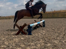 Safe Show Pony/ PC Allrounder/Dressage Pony