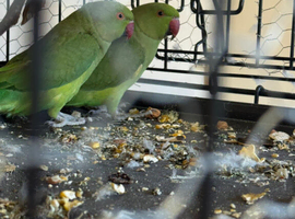 Ringneck 9montns and cage