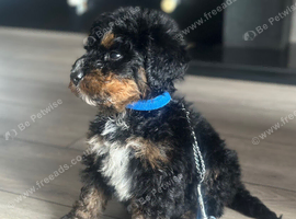 F1 BERNADOODLE  TRI BOY