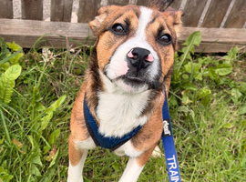 6 month old staffy x border collie male