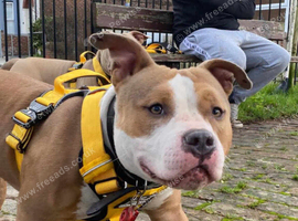 Needing to rehome due to being evicted