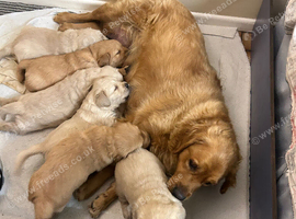 Golden Retriever puppies for sale