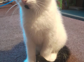 Beautiful fluffy kitten
