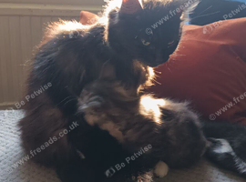 Fluffy kiten boy