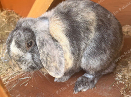 Male mini lop