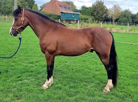 Registered Section C gelding