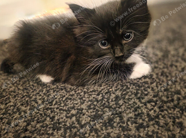 Maincoon cross
