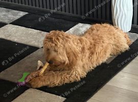 Cavapoo female