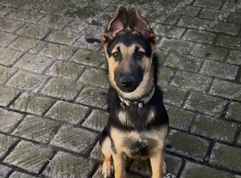 6 month old German shepherd male