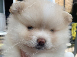 Stunning pomeranians for sell Dad champion in UK