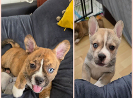 2 boy frenchie pomski unusual marking beautiful