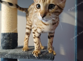 Sweet bengal for sale