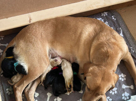 Labrador Puppies