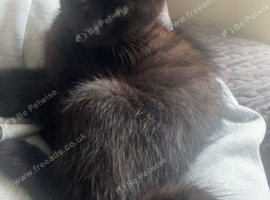 Male kittens