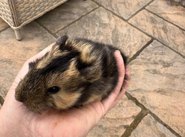 Handsome baby guinea pigs available in May.