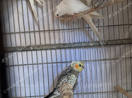 Baby Cockatiels