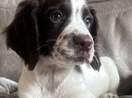 Sprocker spaniel