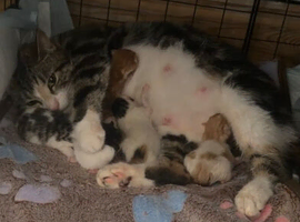 Kittens for sale