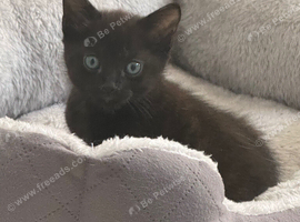 Cute kitty&rsquo;s looking for new home