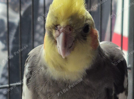 Male cocktail