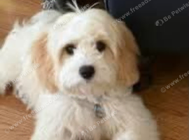 Cavachon white male