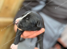 1st cross saluki greyhound