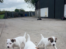 Parson russel pups
