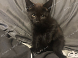Last Kitten now! Male stunning colours !