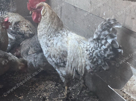 Cockeral cream leg bar