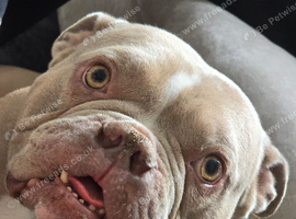 pocket bully for sale