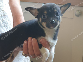 I have 3 chihuahua puppies ready to go Lincolnshire