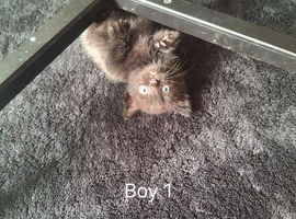 Half Persian Kittens