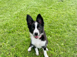 5 month old girl