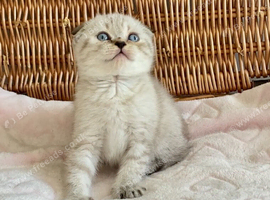 ABSOULETLY BEAUTIFUL KITTENS (READY FRIDAY)