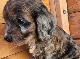 F1 cockerpoo puppies