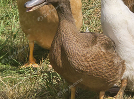 Khaki Campbell growers