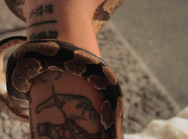 Male Ball python