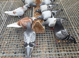 Young racing pigeons long and middle distance