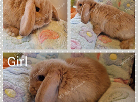 Mini lop kits available to reserve