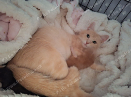 2 beautiful ginger boy's