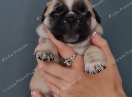 Pug puppies for sale
