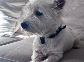 West Highland Terrier Stud