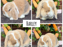 Pure bred quality mini lops
